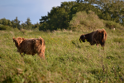 Grazing of both domestic and wild animals is shaping landscapes across Europe.&nbsp; (Picture: A. Pohl)