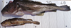 Two mature male Baltic cod of different body size. Growth rate, size and age at maturity have declined in several cod stocks owing to intense fishing in the past. (Picture: Jan Dierking, GEOMAR Helmholtz Centre for Ocean Research Kiel)