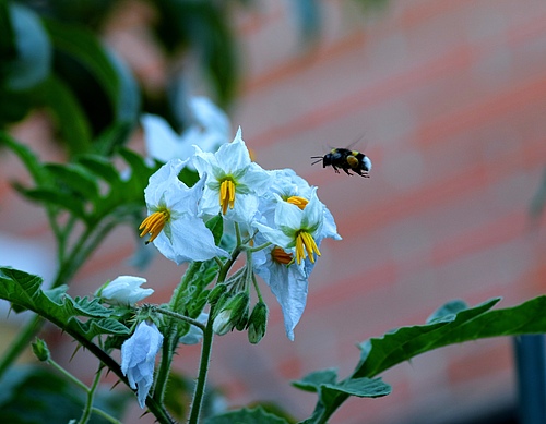Bumblebees in the city are genetically different from those in the countryside (photo: BarbeeAnne/Pixabay)