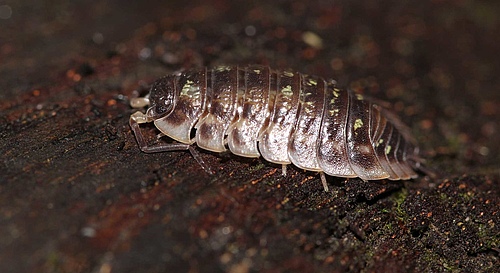 Woodlice are important detrivores in the soil. (Picture: Sarah Zieger)