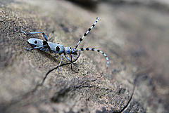 Forest insects provide important ecosystem services and some of them, like the rosalia longicorn beetle, only survive in intact old forests. (Picture: Gergana Daskalova)