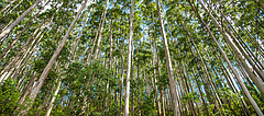 Baumplantagen tragen nur bedingt zum Schutz der Biodiversit&auml;t bei. (Bild: J. C. Lobo / Adobe Stock)