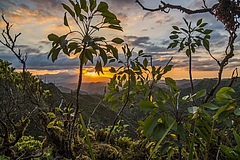 Die H&uuml;gelkette um den Ko'olau auf O'ahu, der drittgr&ouml;&szlig;ten Insel des hawaiianischen Archipels. Forscher untersuchten die Auswirkungen von eingebrachten Arten und dem Alter der Insel auf die vorherrschende Biodiversit&auml;t.  (Bild: William Weaver)