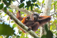 Ein internationales Forscher-Team fordert ein wissenschaftlich fundiertes Monitoring der Orang-Utan-Populationen. (Bild: HUTAN-KOCP)