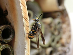 Wasps are being infested by parasitoids.
