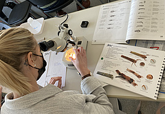 <em>During a training, volunteers learn to identify the different insect species under the microscope .</em> (Picture: Lilian Neuer)