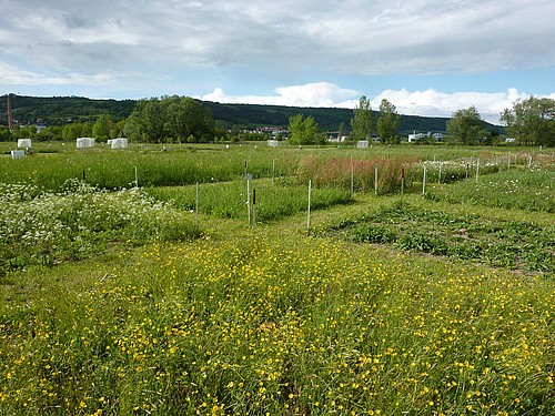 The Jena experiment, a grassland biodiversity experiment in Germany. Photo: Anne Ebeling, FSU