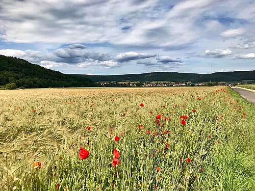The study shows that even species that are considered widespread, such as the corn poppy (<em>Papaver rhoeas</em>), are steadily declining in Germany. (Picture: Sebastian Lakner)