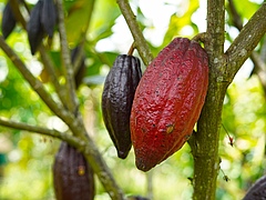 Foods such as cocoa would not exist without the help of pollinators. (Picture: Anke / Pixabay)