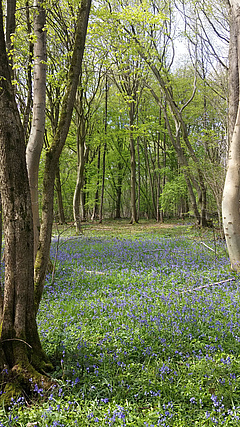 The common bluebell (<em>Hyacinthoides non-scripta</em>) is indigenous to nutrient-rich forests in Western Europe. (Picture: Jonathan Lenoir / Jules Verne University of Picardie)