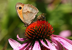 Beim Unibundforum geht um Best&auml;ubung, Insektensterben,&nbsp;invasive Arten (&bdquo;Aliens&ldquo;) und vieles mehr. (Bild: suju/pixabay.com)