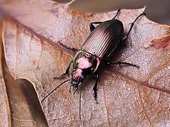 Insect populations with the steepest abundance declines included beneficial insect species, such as predatory beetles <em>(Poecilus versicolor)</em> (Picture: F. Vassen)