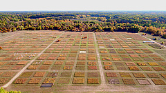 Luftaufnahme des BioDIV Experiments in Minnesota, USA, das im Rahmen der Studie ebenfalls erforscht wurde. (Bild: Forest Isbell)