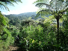 Artenreicher Regenwald im Nationalpark Mount Halimun Salak auf der indonesischen Insel Java. (Bild: Universität Leipzig / Alexandra Muellner-Riehl)
