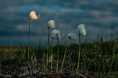 Cottongrass is benefiting from the warming Arctic climate. (Picture: Jeffrey Kerby / National Geographic Society)