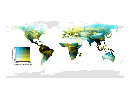 The global distribution of the match of biodiversity above the ground (mammals, birds, amphibians and plants) and below (soil invertebrates, fungi and bacteria). Dark areas have high biodiversity above and in the soil; light yellow areas have high above-ground biodiversity but low diversity in the soil; blue areas have low above-ground biodiversity, but species-rich soil communities; and light areas are species-poor above and below the soil surface. (Picture: Conservation Biology)