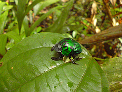Beetles are essential for a variety of processes in nature, such as this dung-beetle (Oxysternon aff. conspicillatum) feeding on excrement in the Bolivian tropical forest. (Picture: Jaime Rodriguez)