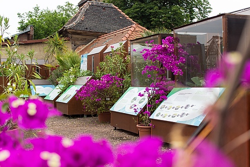 The exhibition boxes at the Botanical Garden of the Martin Luther University Halle-Wittenberg (Photo: Stefan Bernhardt, iDiv)
