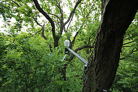 Messungssensor im Leipziger Auwald (Foto: Ronny Richter)