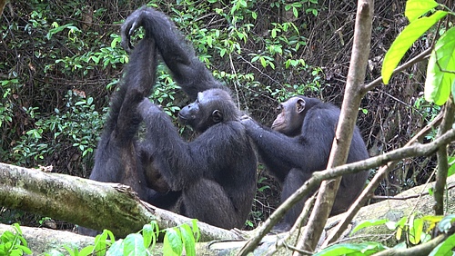 Männliche Schimpansen der Rekambo-Gruppe bei der gegenseitigen Fellpflege. (Bild: Tobias Deschner/Loango Chimpanzee Project)