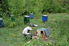Eine Inspektion zur Beurteilung eines Bären-Schadens an einem Bienenstock in den Polnischen Karpaten (Foto: Teresa Berezowska-Cnota).