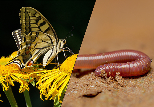Im ersten Teil der Führung dreht sich alles um Schmetterlinge, anschließend geht es thematisch unter die Erde zu den Regenwürmern (Fotos: li: Susanne Jutzeler/pixabay, re: Andy Murray).