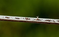 Diplopoden sind kleine Bodentiere, die an Zersetzungsprozessen beteiligt sind (Bild: Julia Siebert).
