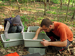 Feldassisstentin Megawati und Erstautor Malte Jochum sortieren Arthropoden aus der Streuschicht in einer Plantage auf Sumatra, Indonesien, im Jahr 2012 (Bild: Andrew D. Barnes).
