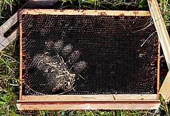 Bärenspur an einem zerstörten Bienenstock in Slowenien (Foto: Miha Krofel)