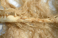 Delia radicum larvae