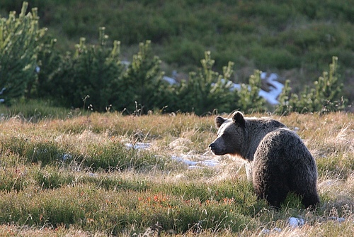 Brown bear in the Tatra Mountains, Polish Carpathians (photo: Adam Wajrak).