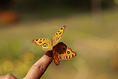 Junonia almana, ein Schmetterling aus der Familie der Edelfalter, der vor allem in S&uuml;dasien vorkommt. Das Foto wurde in einem Park in Dhaka, der Hauptstadt Bangladeschs, aufgenommen. (Bild: Shawan Chowdhury)