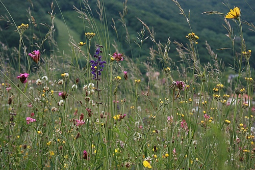 In the Alps, plant communities on nutrient-poor sites, such as this calcareous grassland, are increasingly pressured by immigrating nitrophilous species but have not yet been displaced. Species numbers are actually increasing here at present. In the long term, however, they will decline, the researchers assume. (Picture: Harald Pauli/ÖAW)