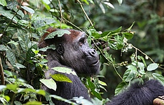 Buka, ein Silberr&uuml;cken-Gorilla im Nouabale-Ndoki-Nationalpark in der Republik Kongo. Wissenschaftler sch&auml;tzen nun, dass es mehr als 360,000 frei lebende Westliche Flachlandgorillas gibt. Dies ist etwa ein Drittel mehr als bisher gesch&auml;tzt wurde. Allerdings nimmt die Gr&ouml;&szlig;e der Populationen gleichzeitig um 2,7 Prozent pro Jahr ab. (Bild: Zanne Labuschagne/WCS)