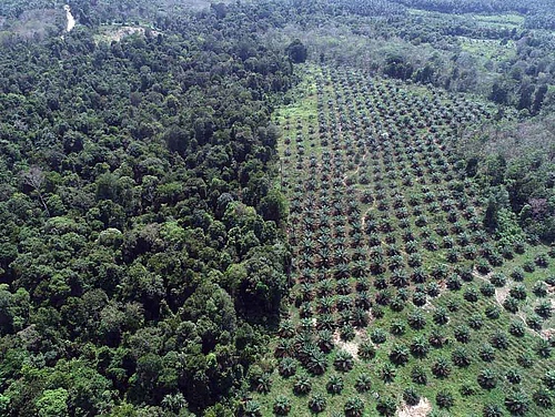 The researchers compared the effects of live roots or leaf litter in small experimental plots in the rainforest (left) with oil palm plantations (right). (Picture: Ananggadipa R)