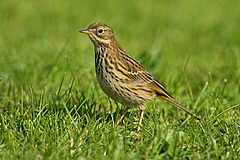 Birds that specialise on insect food have declined across Europe by 13%. This includes the meadow pipit (<em>Anthus pratensis</em>). (Picture: Mathias Schaef, living-nature.eu)