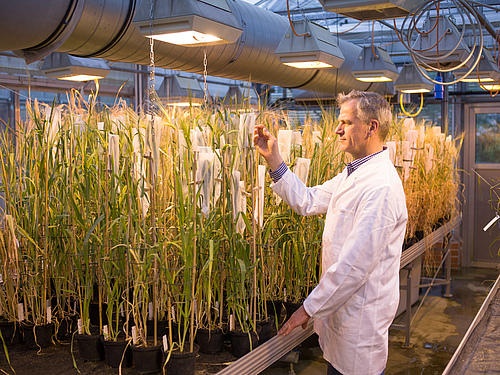 One of the study authors, Nils Stein, observes cereal plants in the greenhouse (photo: IPK/Sebastian Mast).