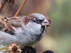 The House Sparrow (<em>Passer domesticus</em>) is a very common species with a nearly worldwide distribution (Picture: Corey Callaghan)