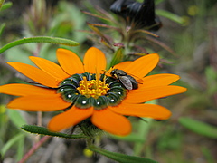 <em>Gorteria diffusa</em> und <em>Megapalpus</em>fliege (Bild: Prof. Alan Ellis/Stellenbosch University)