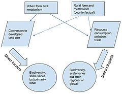 Konzeptuelle Darstellung der direkten und indirekten Auswirkungen des St&auml;dtewachstum. (Bild: Nature Sustainability)