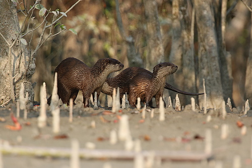 A group of the Asian small-clawed otter (Aonyx cinereus) in their tidal habitat of the Sundarban mangrove forest in Bangladesh. (Picture: Sandeep Sharma)