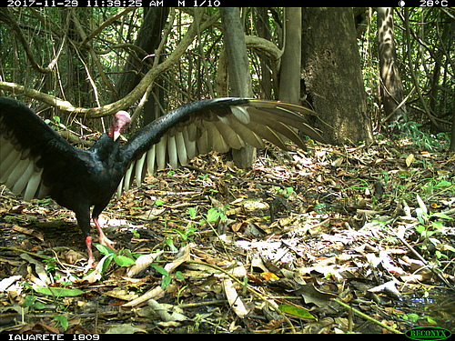 Turkey vulture (<em>Cathartes aura</em>) drying under the sunlight in the floodplain <em>v&aacute;rzea forests</em> of Mamirau&aacute; Sustainable Development Reserve (MSDR), Central Amazonia (Picture: Research Group of Felid Ecology and Conservation in Amazonia, Mamirauá Institute for Sustainable Development (www.mamiraua.org))