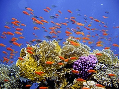 Coral reefs provide habitat for many fish species. (Photo: Pixabay)