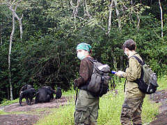 Wissenschaftlerinnen bei der Feldforschung im Ta&iuml; National Park, Republik C&ocirc;te d&rsquo;Ivoire. (Bild: Sonja Metzger, MPI-EVA)
