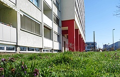 Typical meadow next to an apartment building in Leipzig, Germany. (Picture: Gabriele Rada / iDiv)