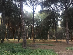 Die B&ouml;den dieses Kiefernwaldes in Sevilla wurden im Rahmen der Studie untersucht. (Bild: Manuel Delgado Baquerizo)