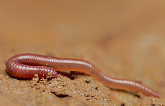 Earthworms are important for soil fertility in European soils and were among the animals considered in the study. (Photo: Andy Murray)