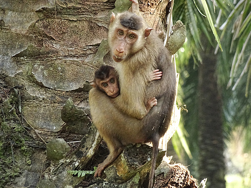 Female southern pig-tailed macaque with infant (Picture: Anna Holzner)