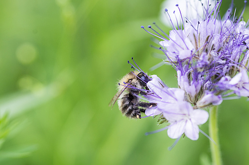 In cities, the dominant pollinators are bumble bees. (Picture: Christian Müller)