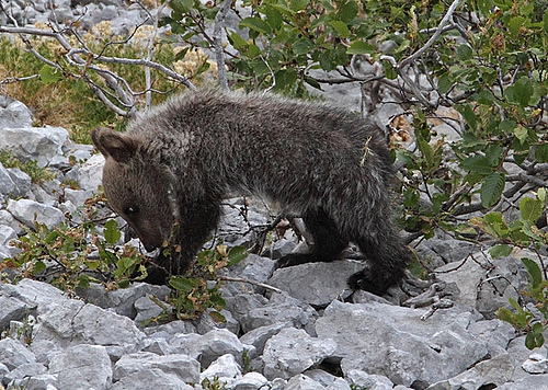 The Sirente Velino Regional Park in the Abruzzo region of Italy is home to the endangered and therefore protected Marsican brown bear (<em>Ursus arctos marsicanus</em>). (Picture: Francesco Culicelli / Photo archive of Salviamo l'Orso (https://www.salviamolorso.it))